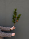 36" Pine and Pinecone Spray