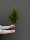 31" Fresh Touch Spruce Branch