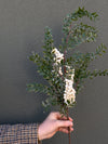 32" White & Green Berry Branch