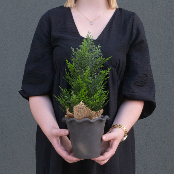 13" Burlap Cedar Tree
