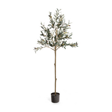  60" Olive Tree