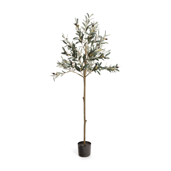 60" Olive Tree