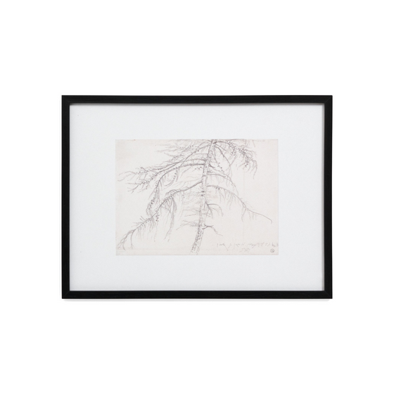 Willow Tree Sketch - Framed