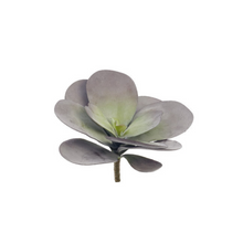  Kalanchoe Succulent Pick