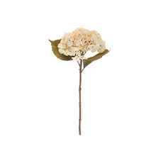  Dried Hydrangea Stem