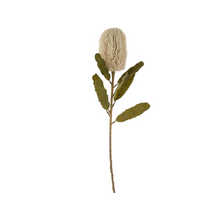  Cream Banksia Floral Stem