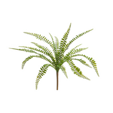  17" Button Fern Bush