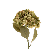  Faded Green Hydrangea Stem