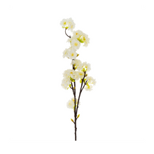 White Cherry Blossom Branch