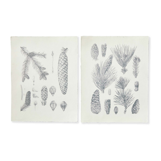 Pinecone Prints