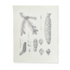 Pinecone Prints