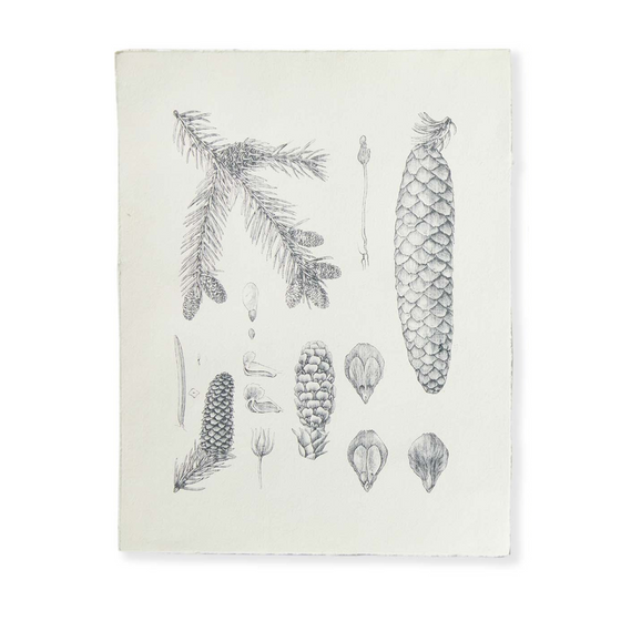 Pinecone Prints