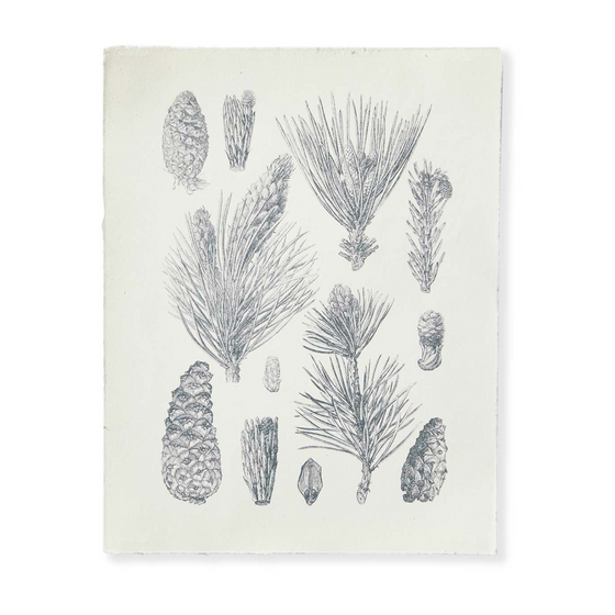 Pinecone Prints