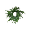 10" Fresh Touch Norfolk Pine Wreath