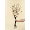Pear Blossom Branch
