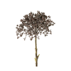 Viburnum Berry Stem - Deep Purple