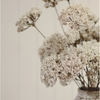 Queen Anne's Lace Spray