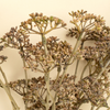 Meadow Grass Bouquet - Brown