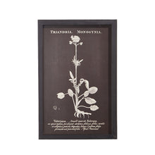  Vintage Botanical Print