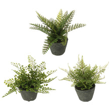  Potted Fern - Assorted